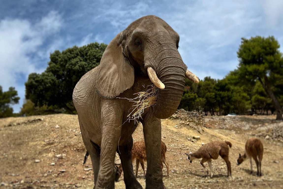 safari park aitana photo 2