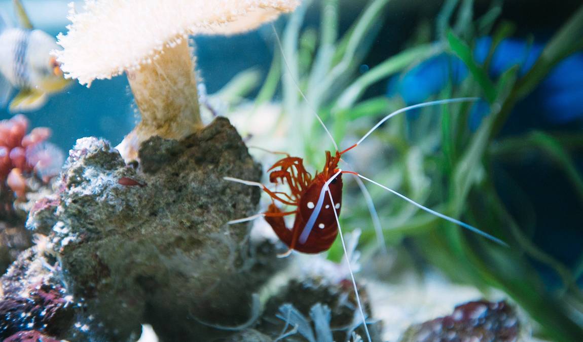 sea life hannover photo 9