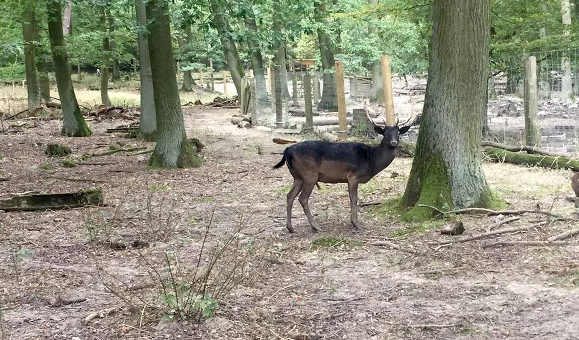 wildpark retter hofheim photo 8