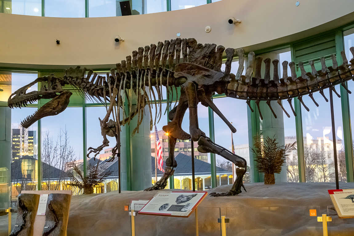 north carolina museum of natural sciences photo 5