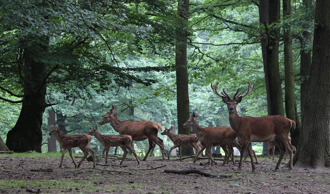 forest and wildpark rolandseck photo 4