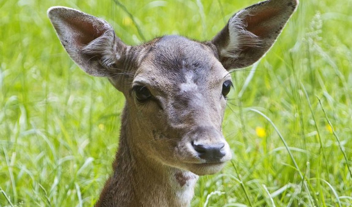 wildpark venusberg photo 6