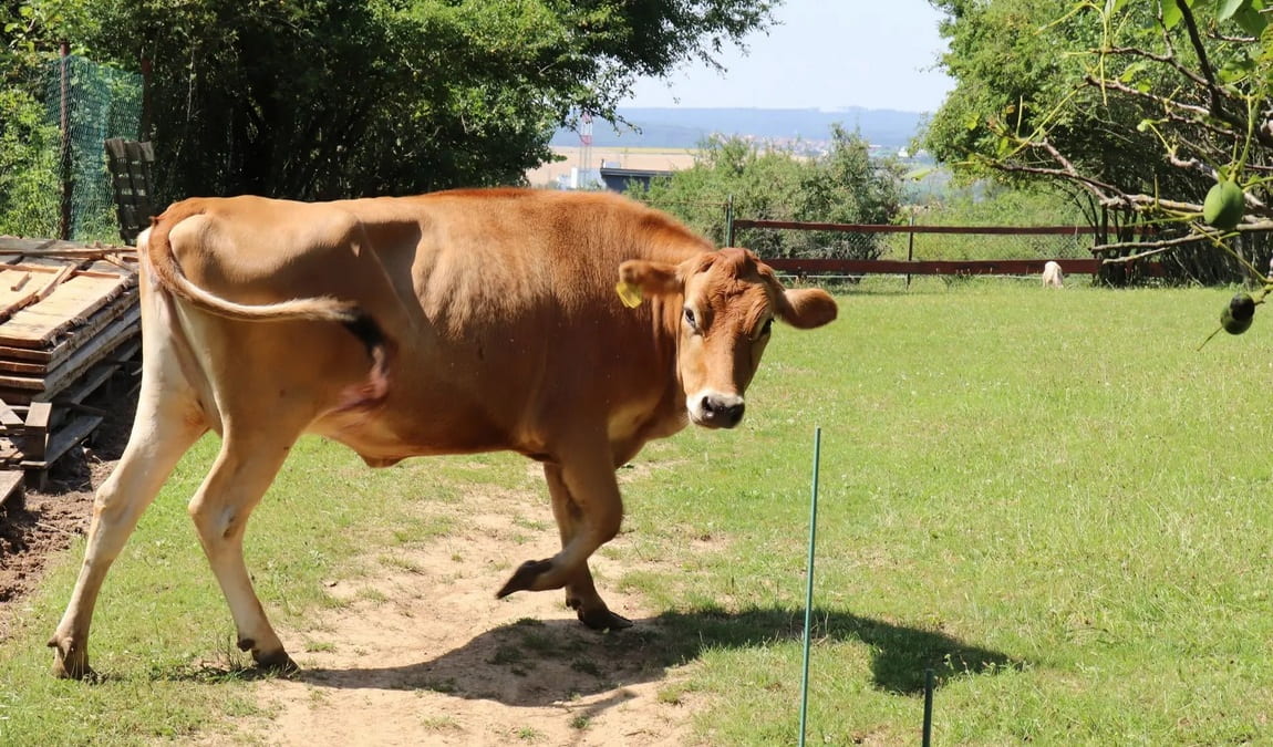 zookoutek u novacku photo 2