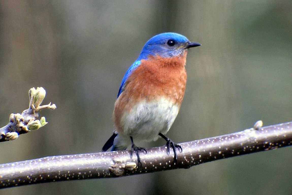 beaver lake bird sanctuary photo 4