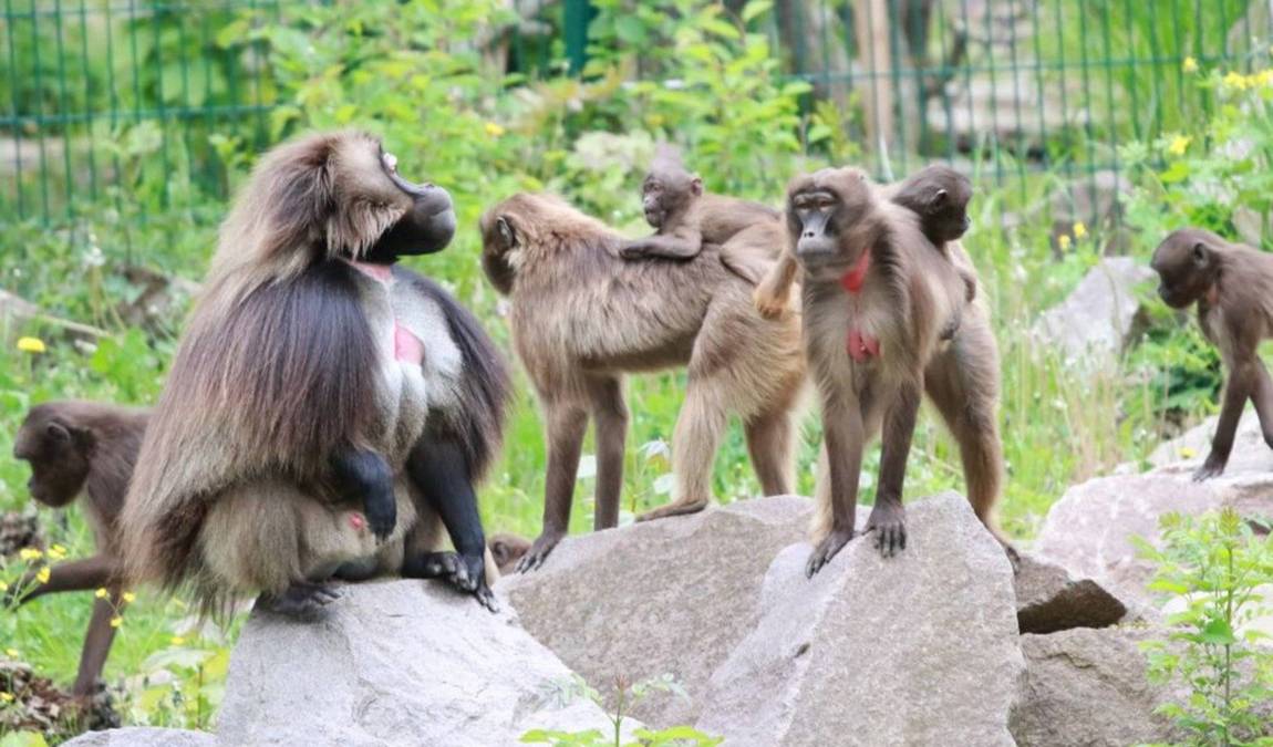 chemnitz zoo photo 4