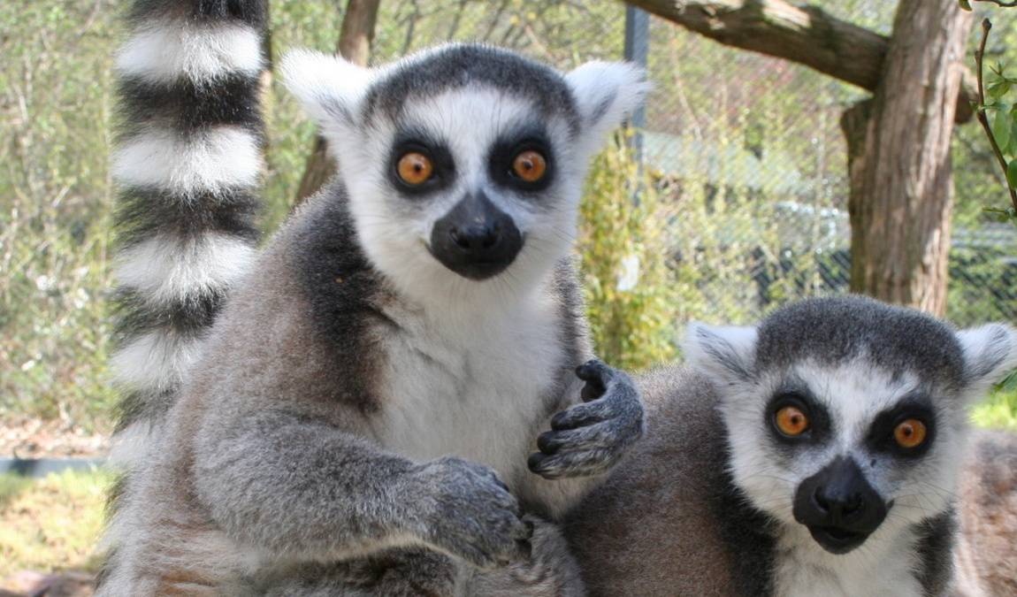 saarbrücken zoo photo 4
