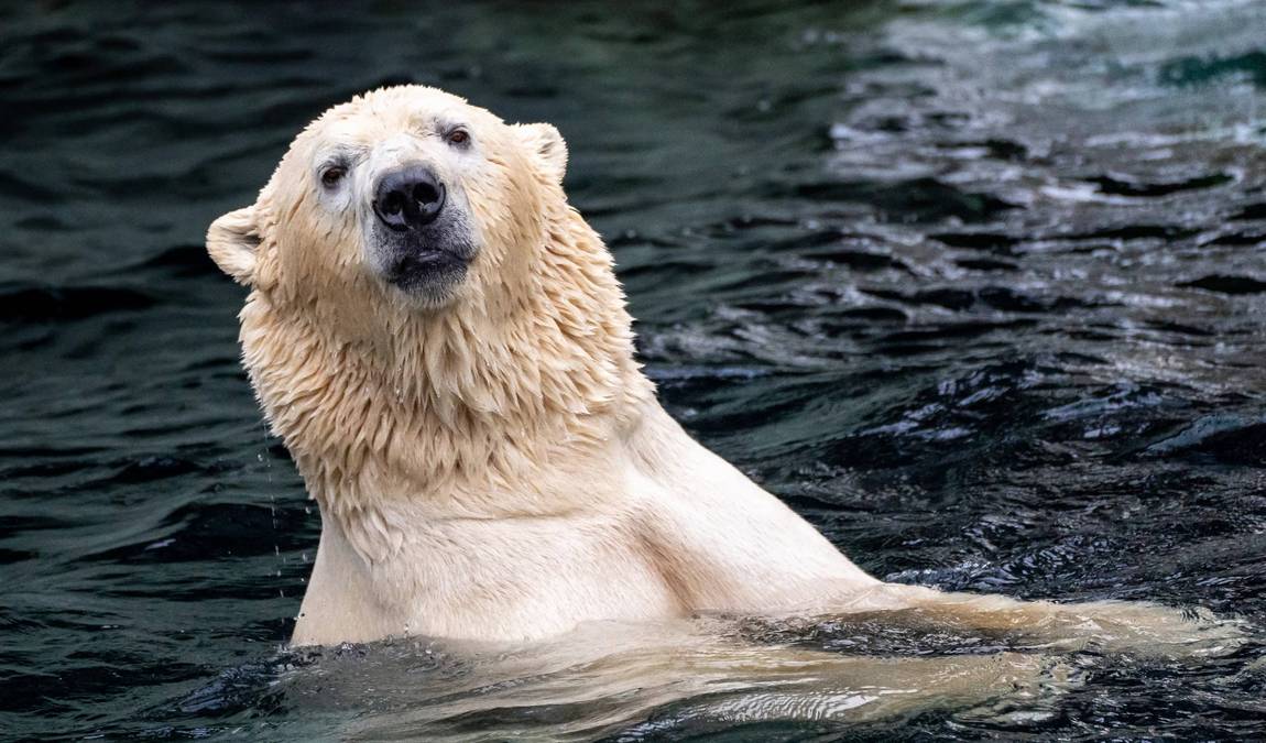 erlebnis zoo hannover photo 3