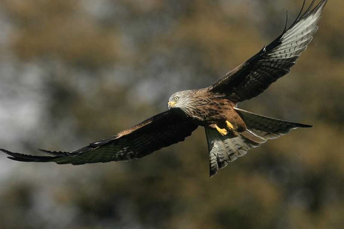 birds of prey park umhausen photo 1