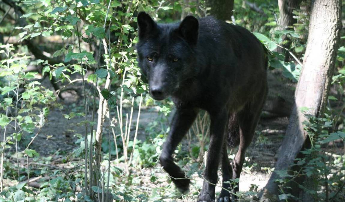 steppentierpark pamhagen photo 3