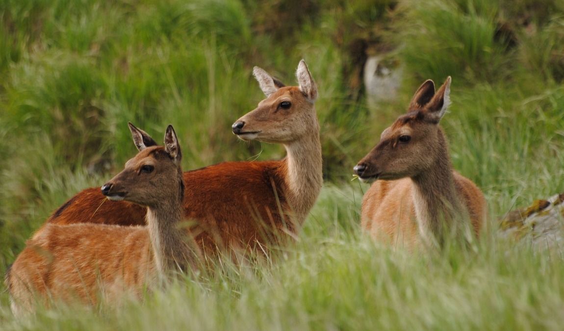 tiergehege hasseldieksdamm photo 5