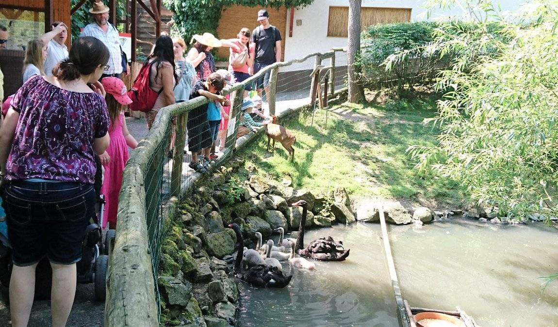 herborn gmbh zoo photo 4