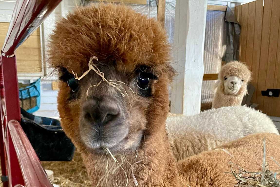 farm and fleece alpaca ranch photo 6