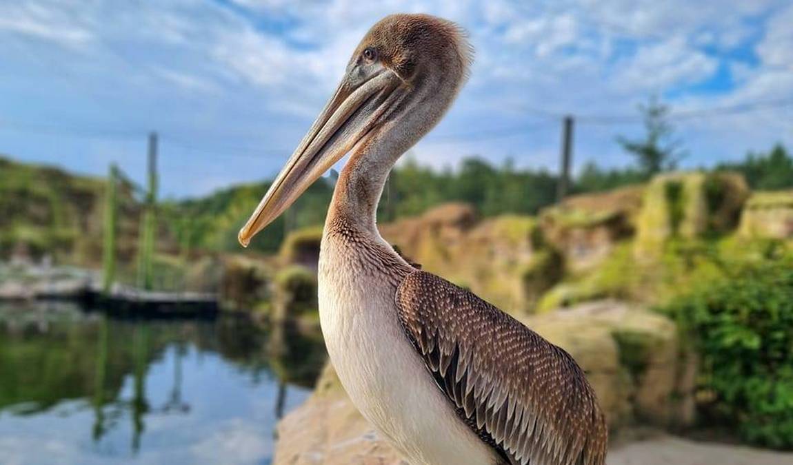 vogelpark marlow photo 2