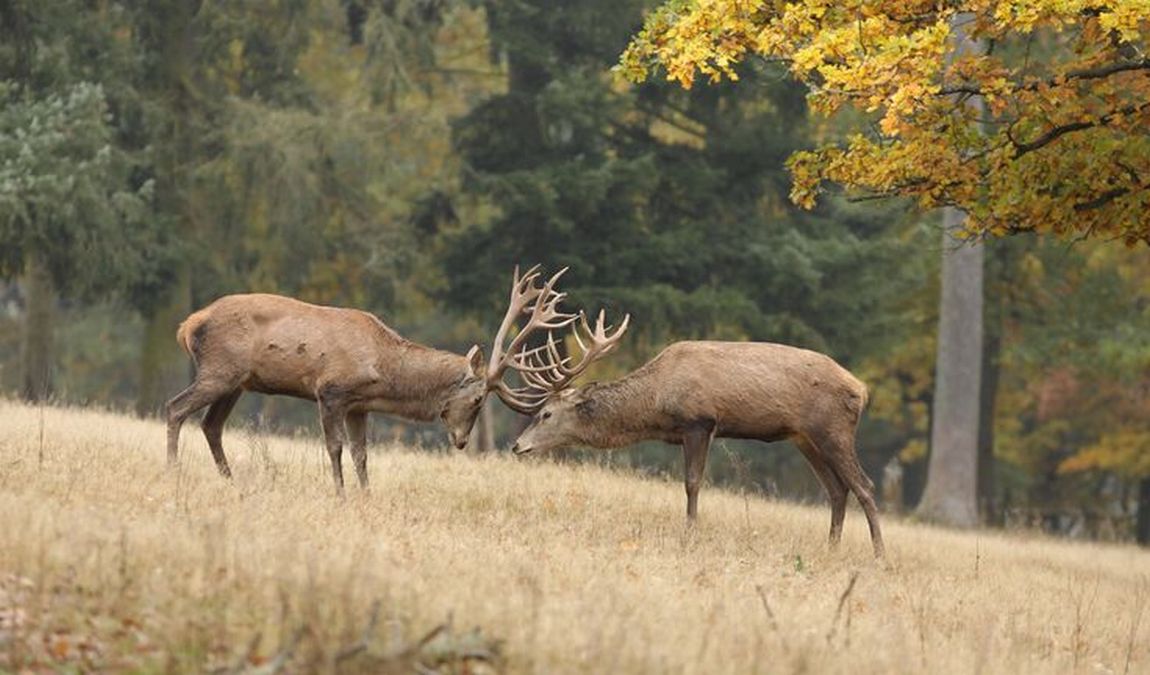 wildpark edersee photo 4