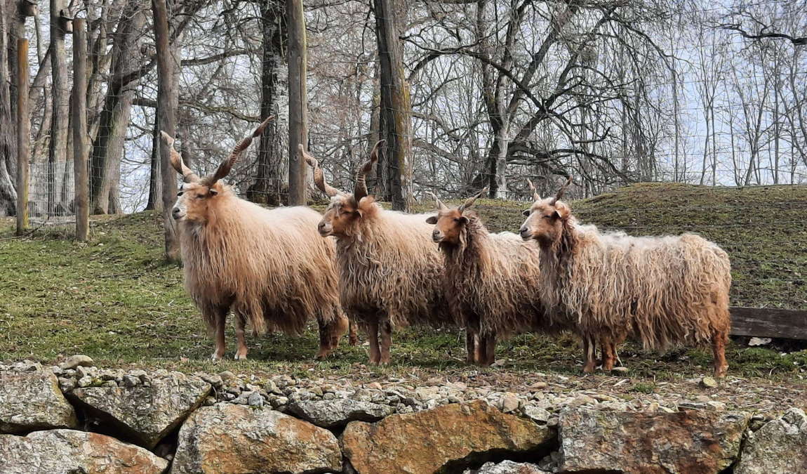 tierpark stadt haag photo 1
