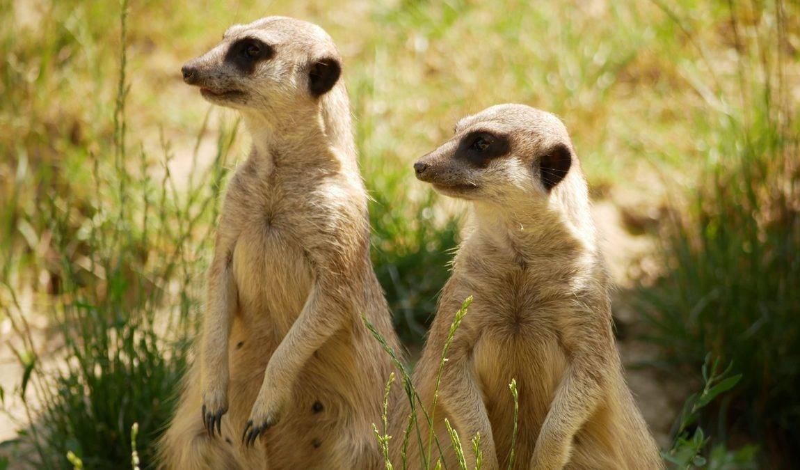 zoo hoyerswerda photo 1