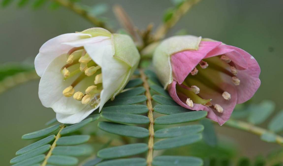 botanical garden photo 4