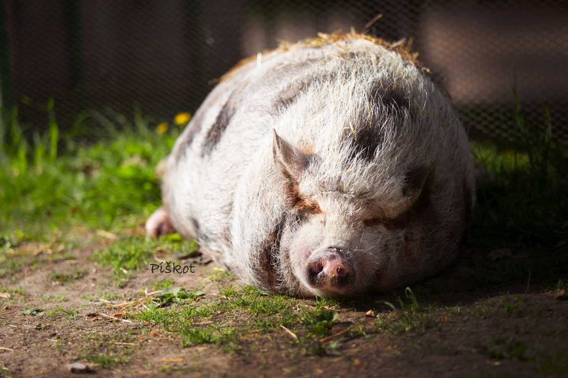 farma kozodoj photo 3