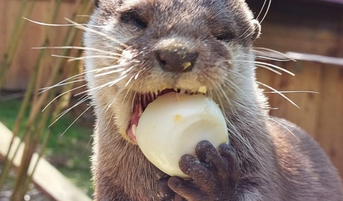 park of birds and monkeys eckenhagen photo 2
