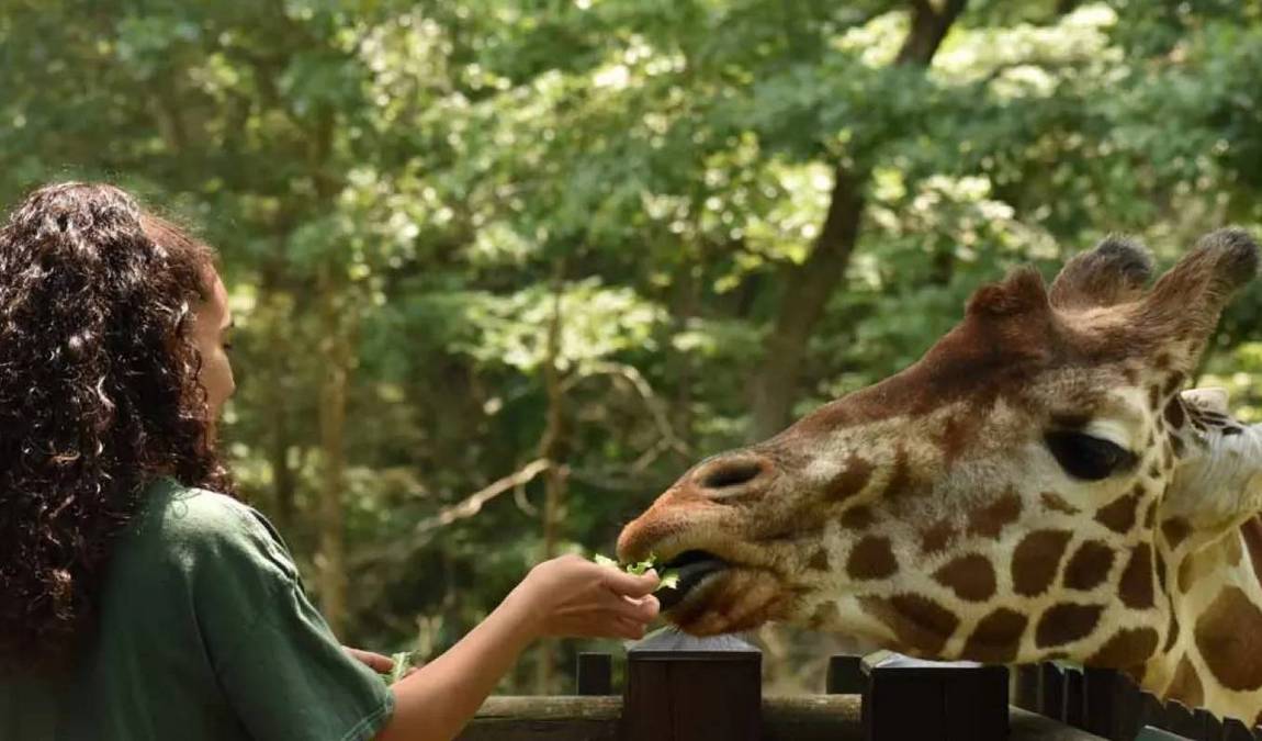 north carolina zoo photo 7