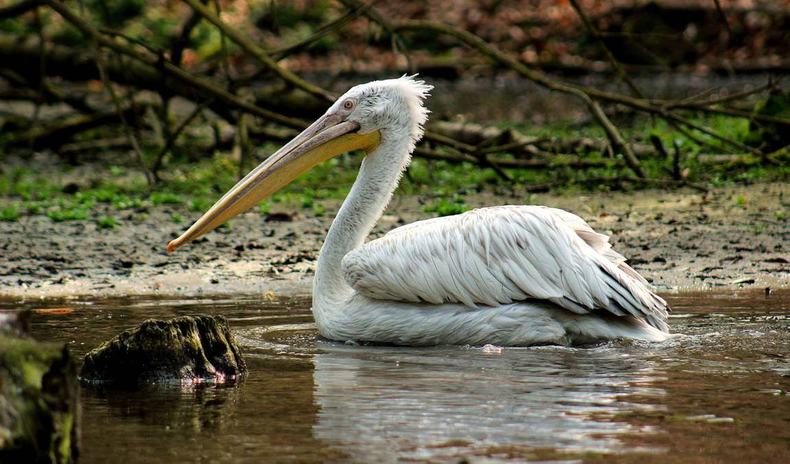 zoo dvur kralove photo 5