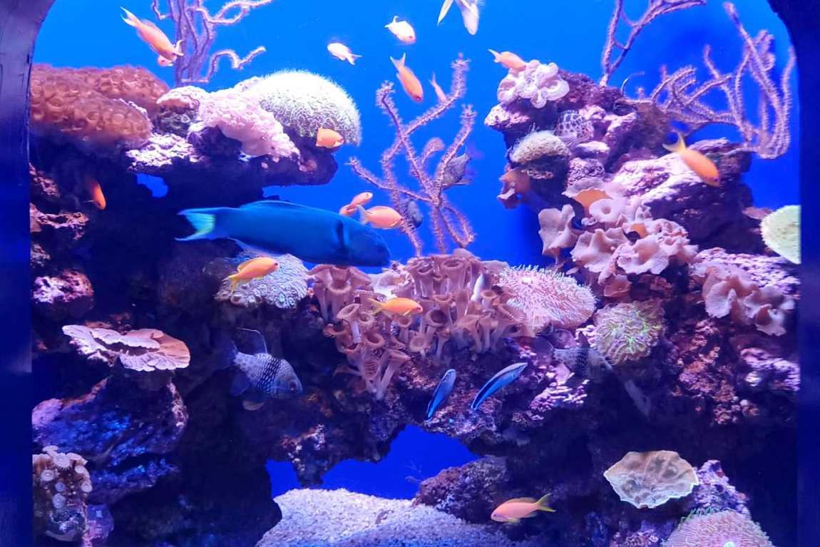 palma aquarium photo 2