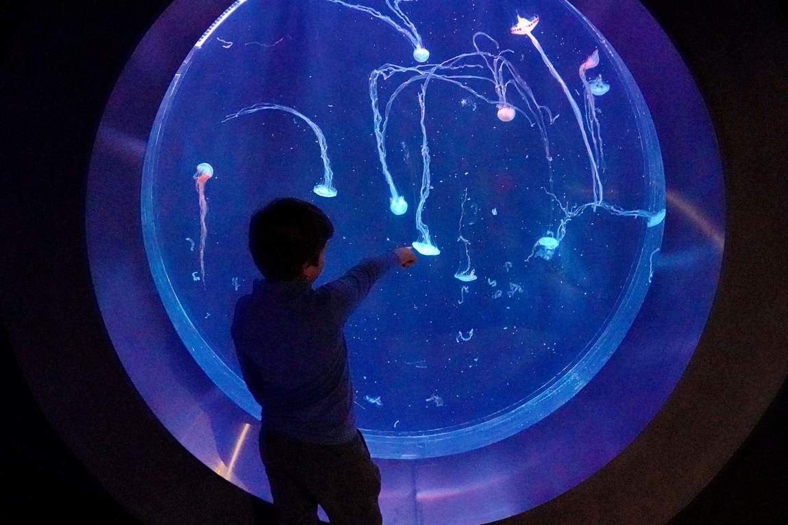 the world of jellyfish photo 1