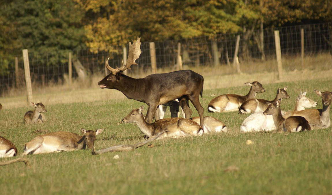 wildpark ernstbrunn photo 6