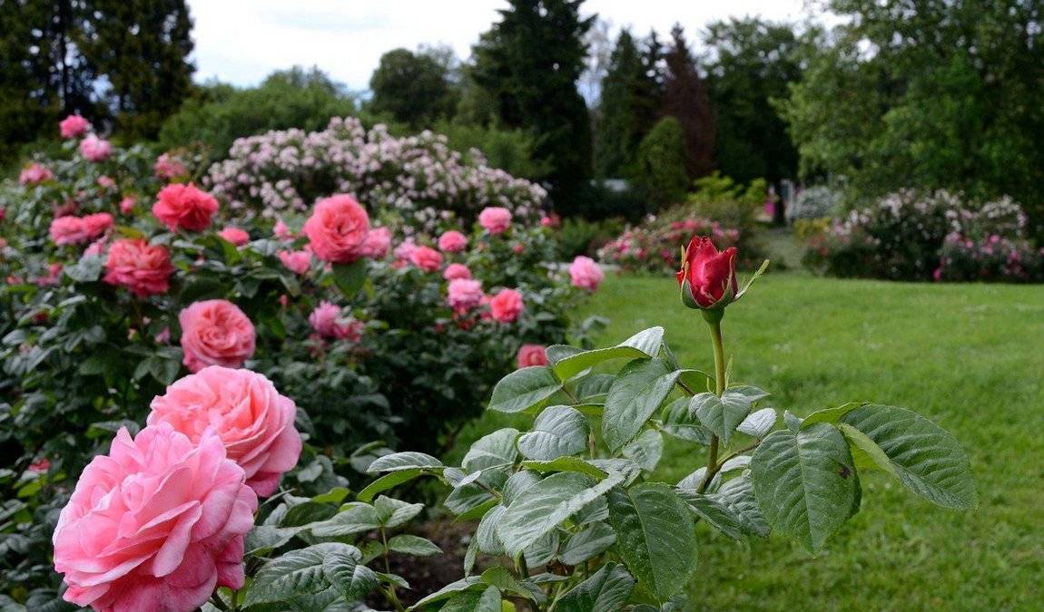 botanical garden - rosarium photo 1