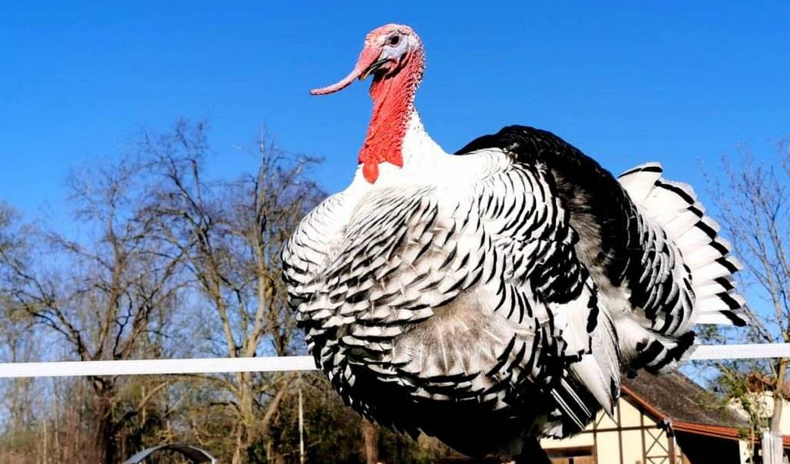 tiergarten worms photo 3