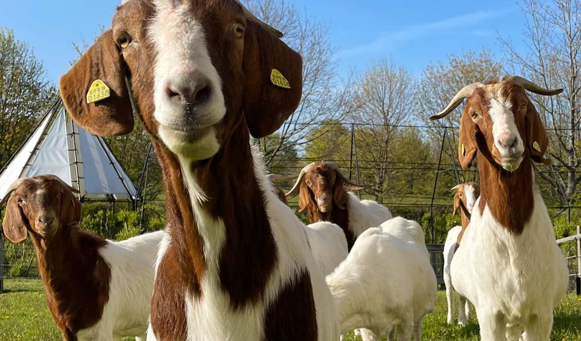 glessener mühlenhof photo 4