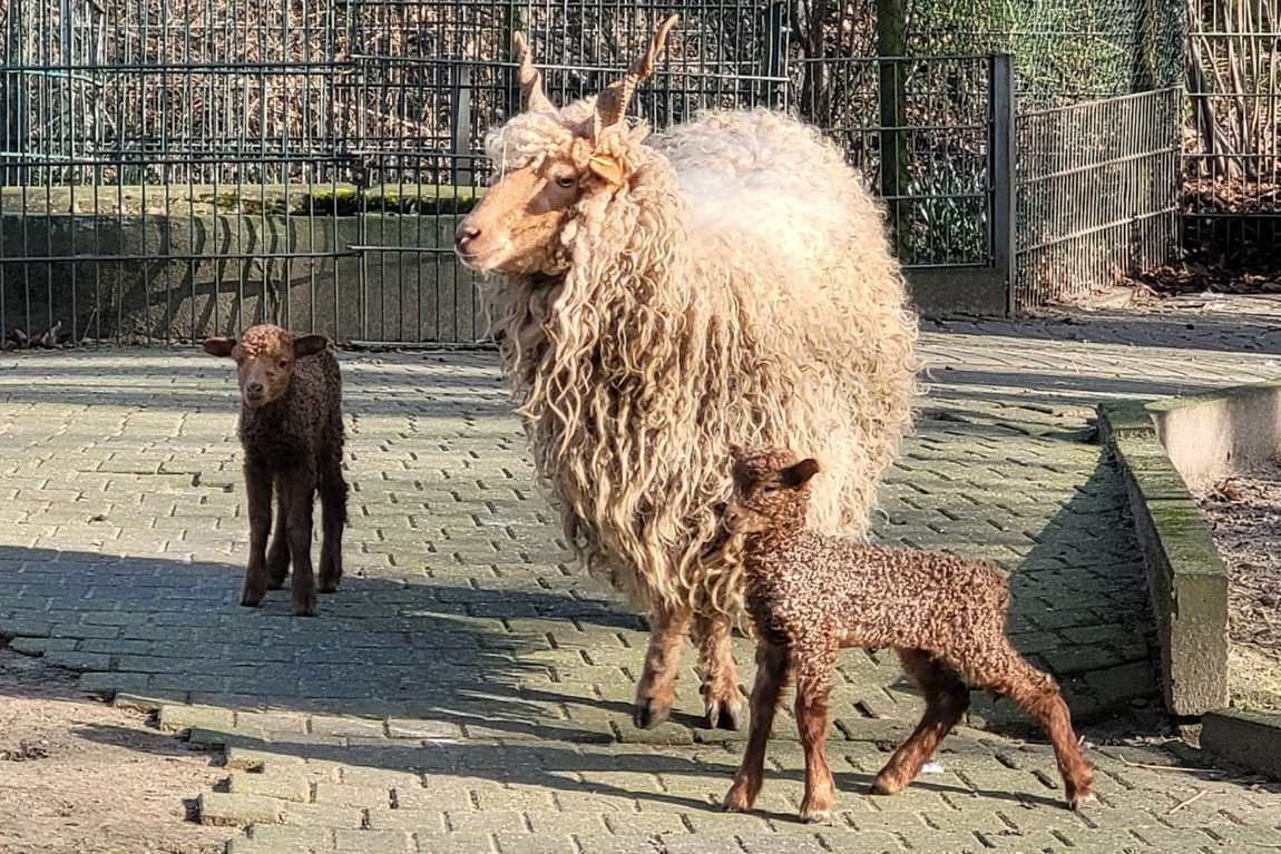 park and zoo kaisergarten photo 1