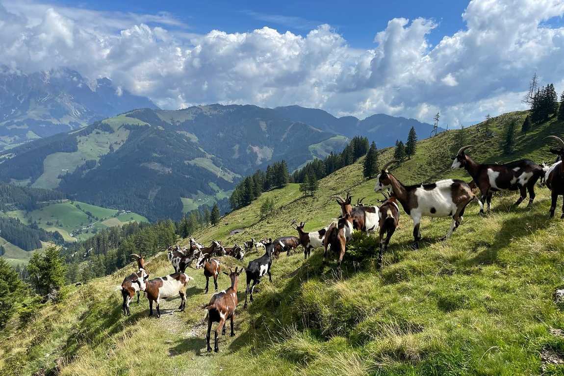 bio bauernhof tobhartbauer farm photo 1