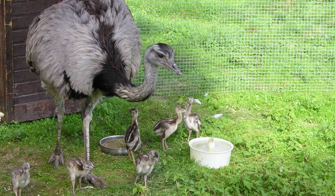straussenland im kamptal photo 2