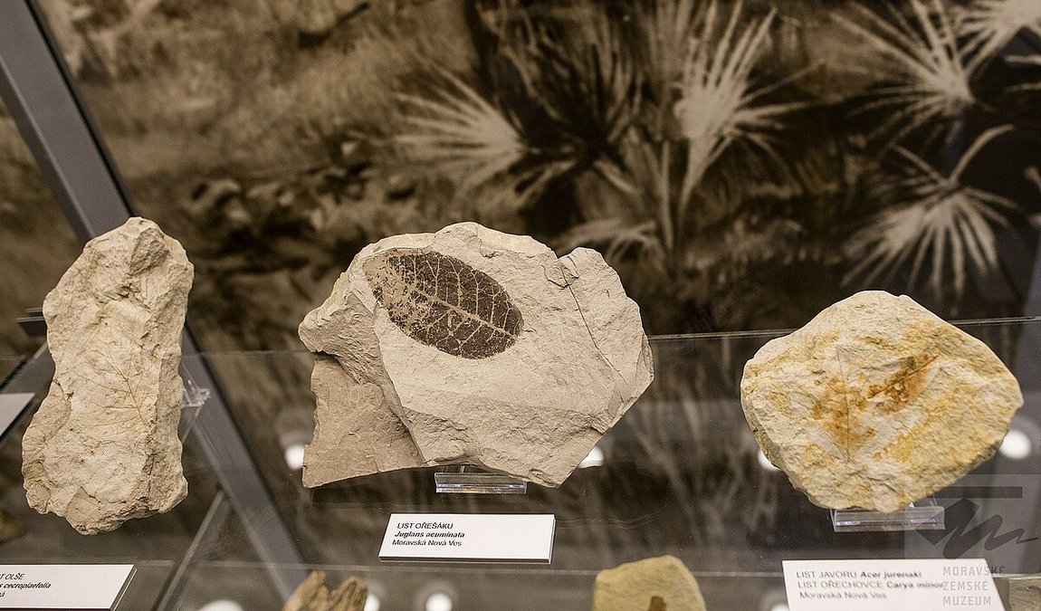 dietrichstein palace photo 7