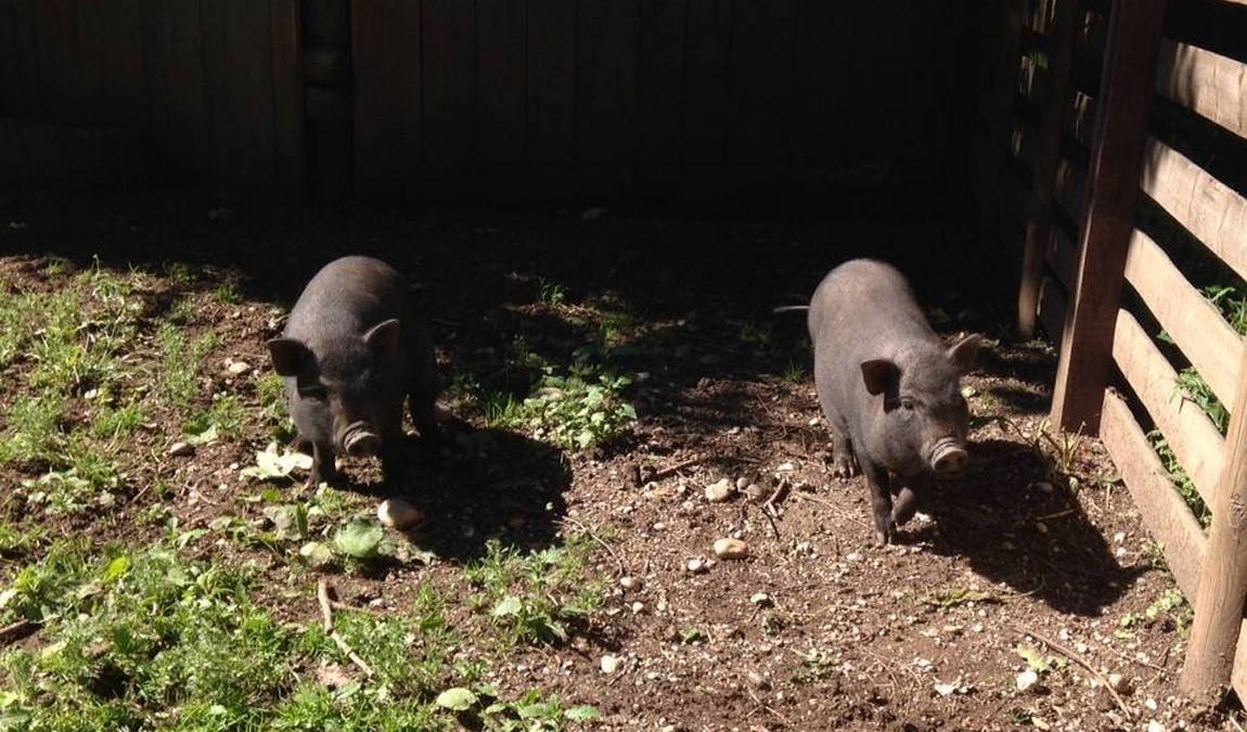 child and youth farm neuaubing photo 5