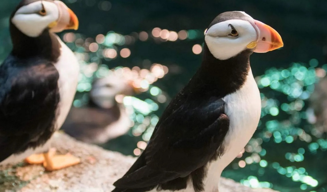 north carolina zoo photo 5