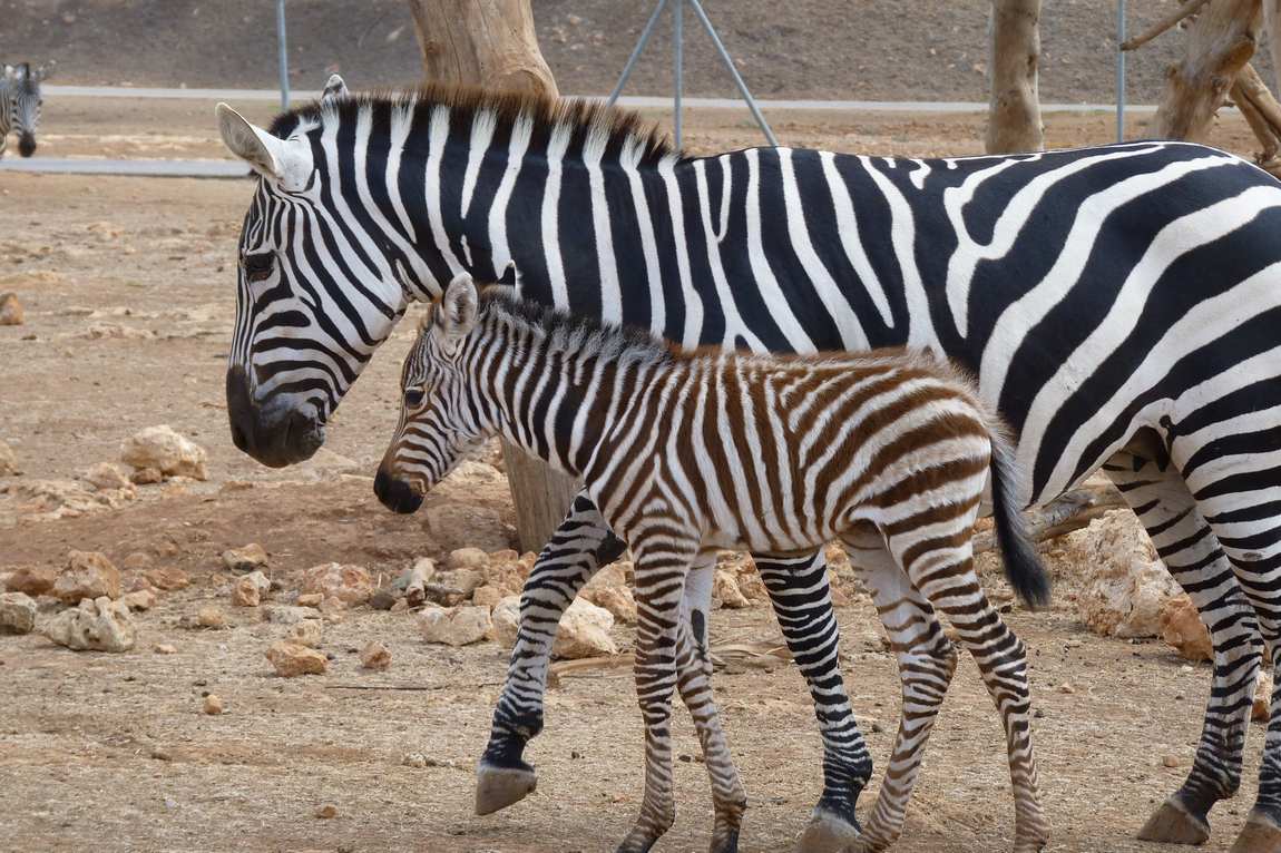 safari zoo mallorca photo 1