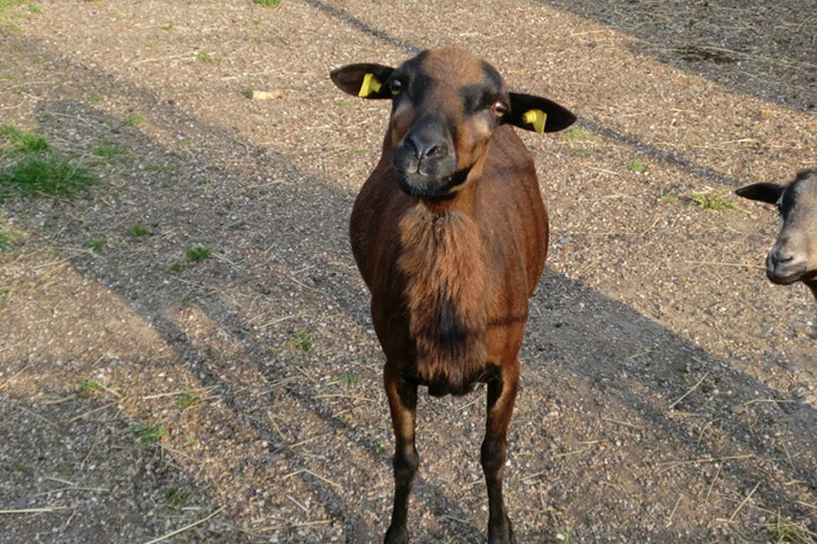 scheibner ranch photo 2