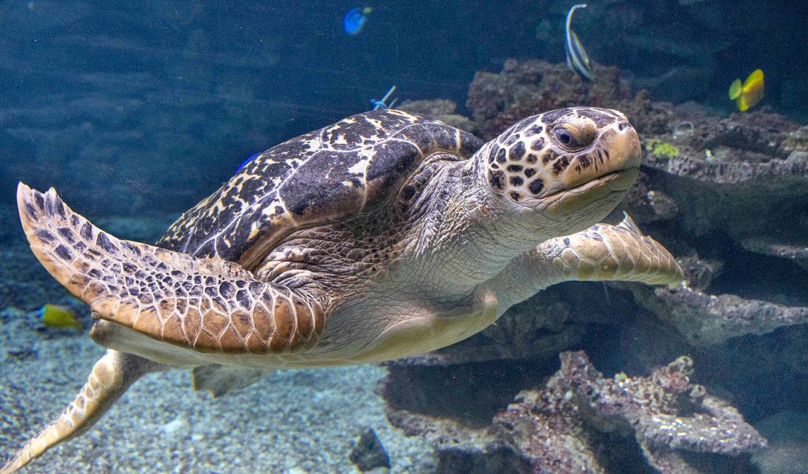 zoo schmiding photo 2