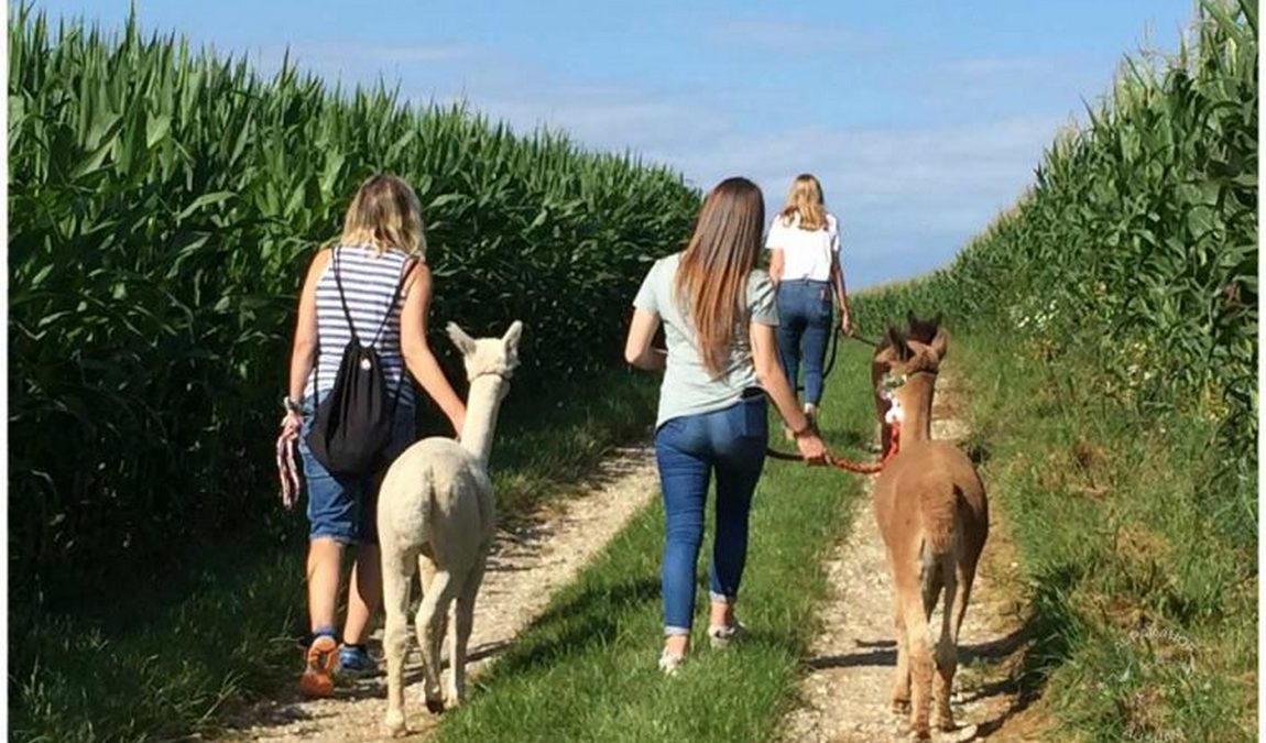 alpakahof ausham photo 3