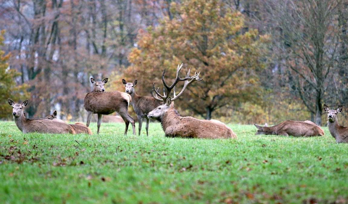 wildpark wiehl photo 2
