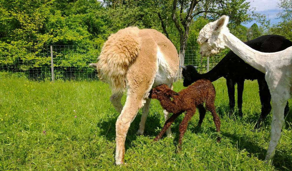 almtal alpakas photo 1