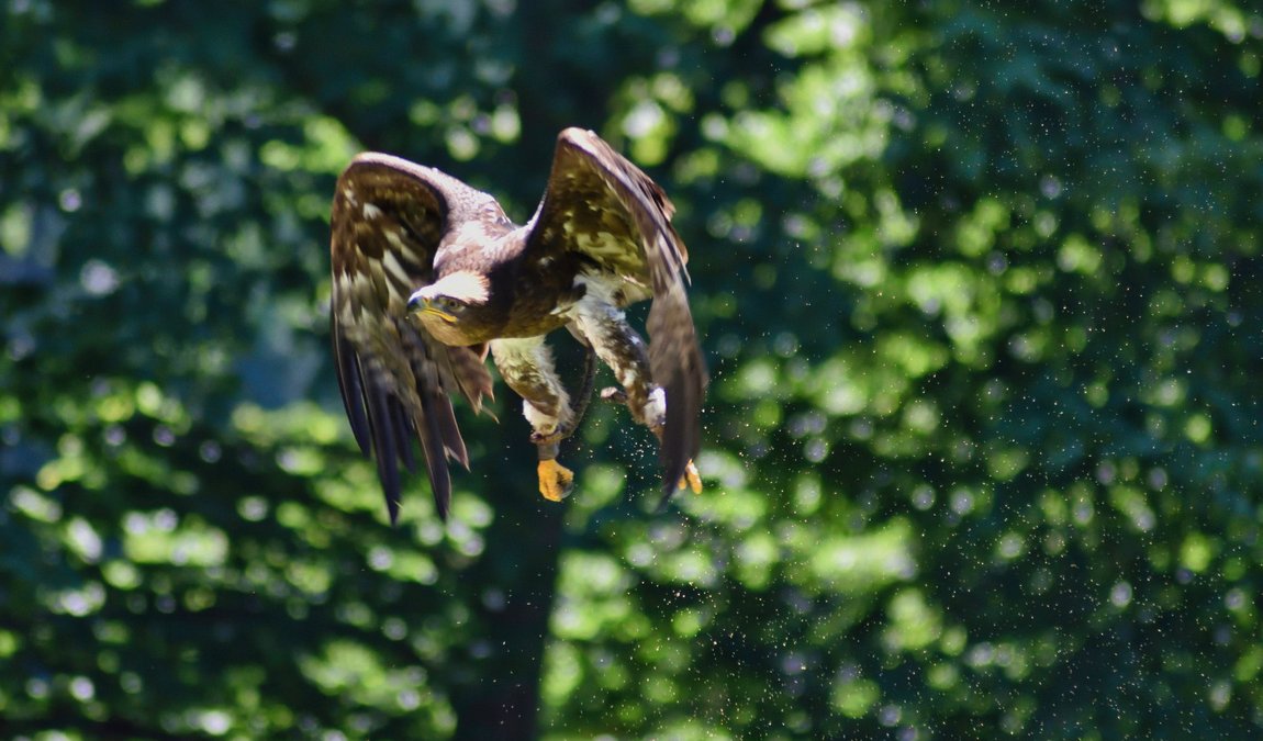 obora žleby photo 3