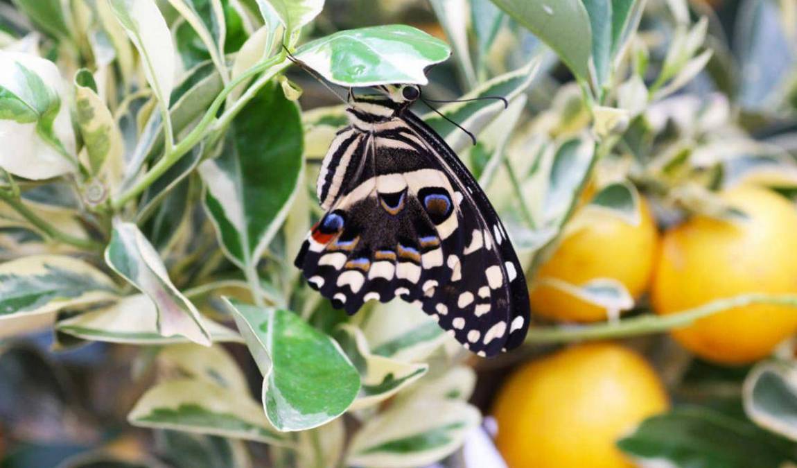 papilonia photo 5