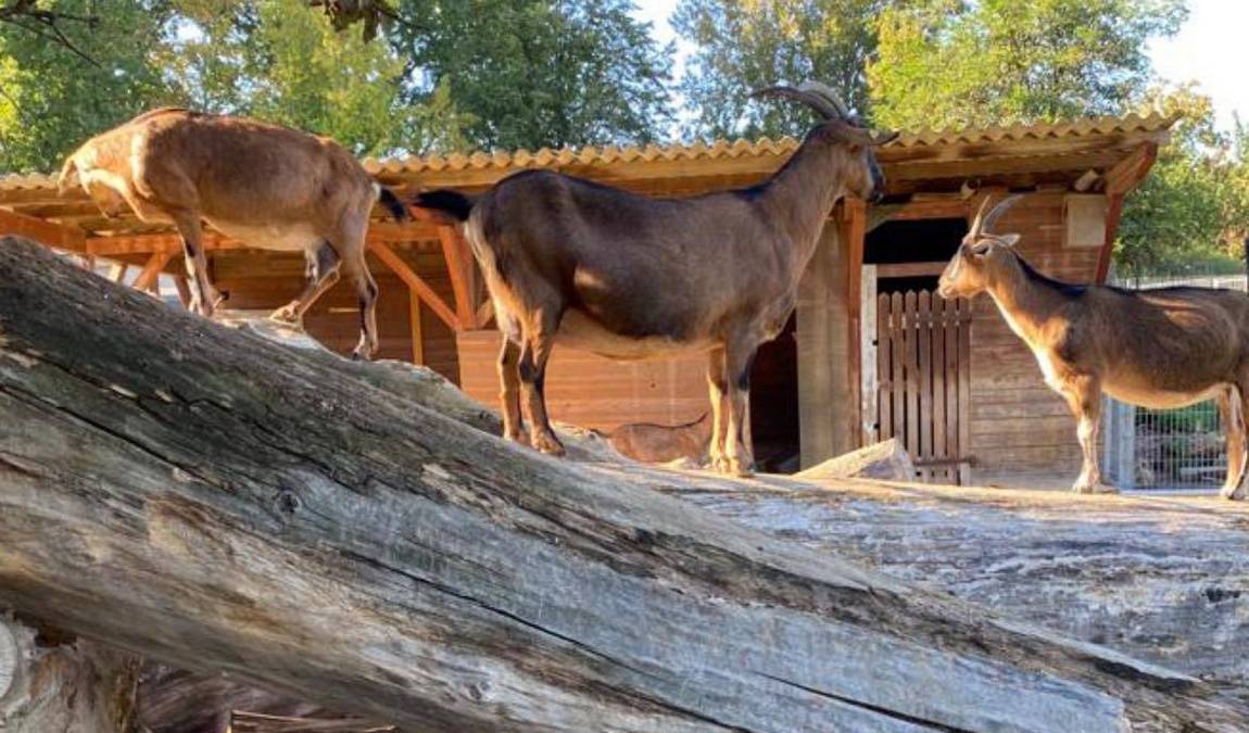 petting zoo rulzheim photo 4