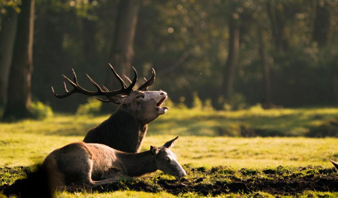 wildlife park eekholt photo 2