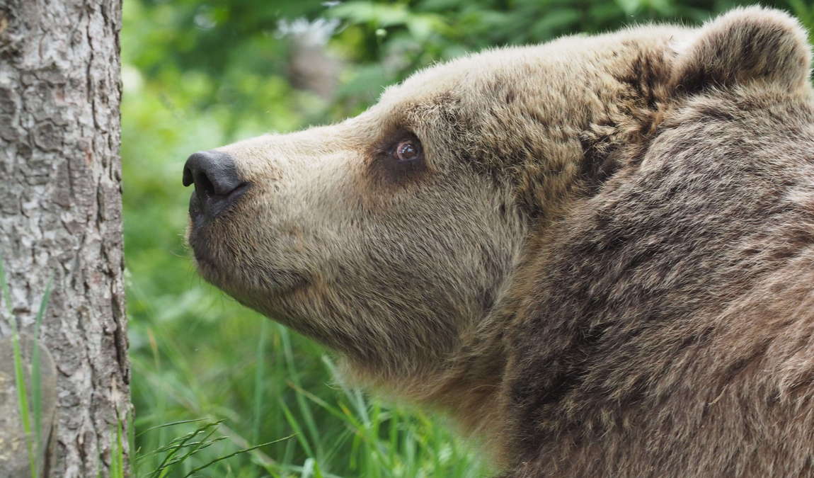 barenwald arbesbach photo 5