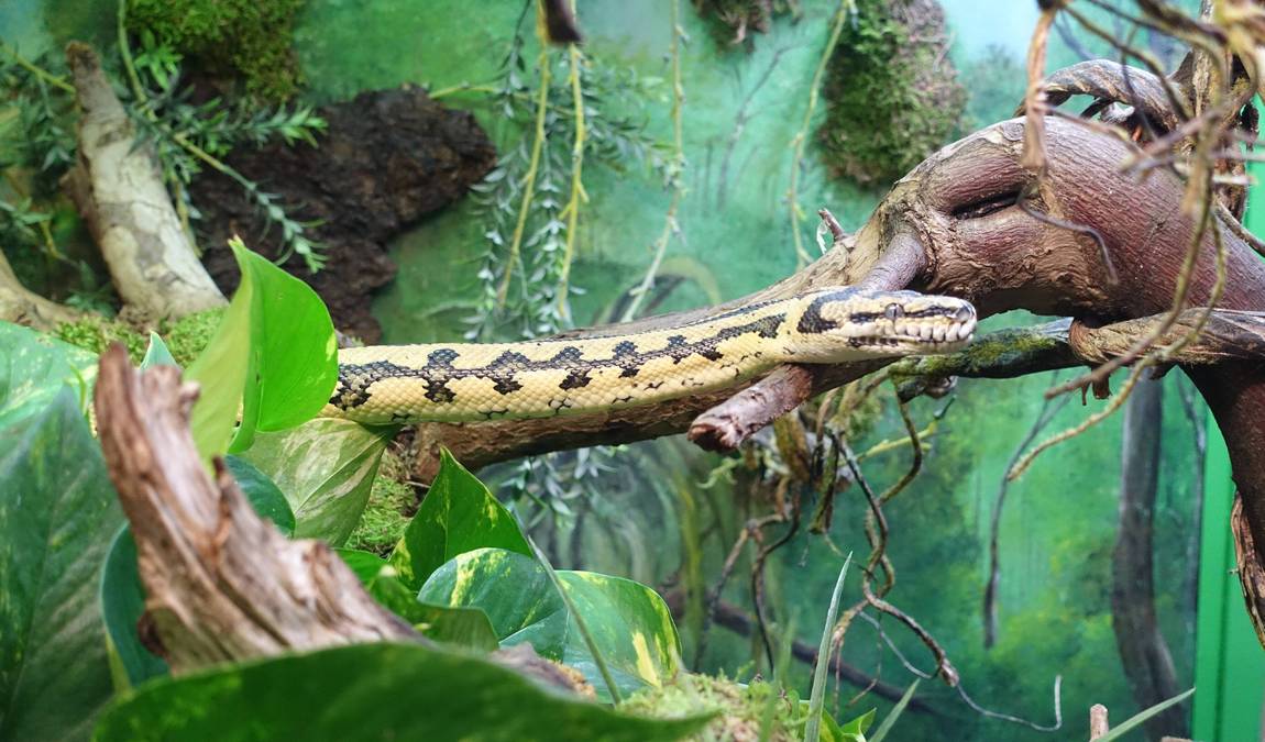 reptilienzoo happ photo 3