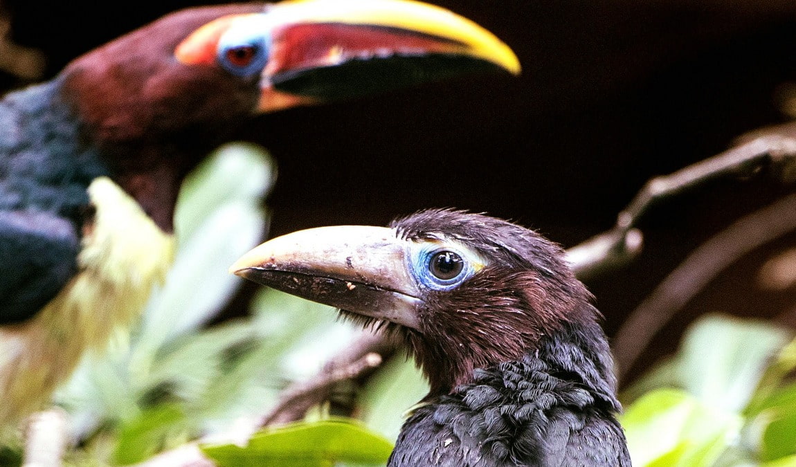 bird park heiligenkirchen photo 1